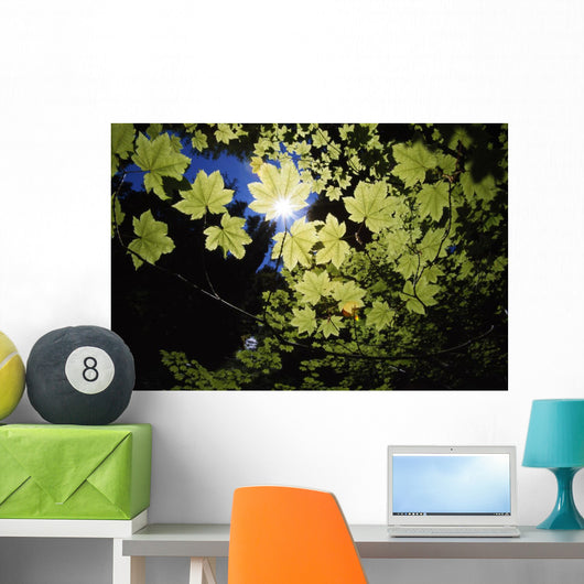Sunlight Through Maple Leaves Wall Mural