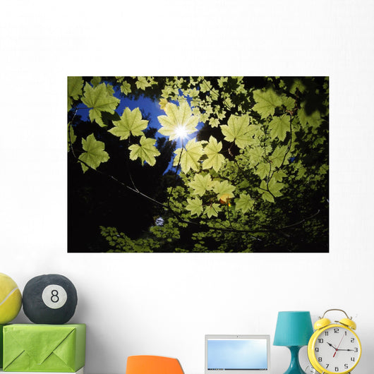 Sunlight Through Maple Leaves Wall Mural