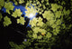 Sunlight Through Maple Leaves Wall Mural