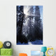 Sunbeams Through Pine Trees Wall Mural