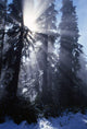 Sunbeams Through Pine Trees Wall Mural