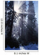 Sunbeams Through Pine Trees Wall Mural