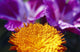 Closeup Of Flower Blossom Wall Mural