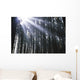 Sunbeams Through Silhouetted Pine Trees Wall Mural