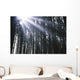 Sunbeams Through Silhouetted Pine Trees Wall Mural