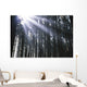 Sunbeams Through Silhouetted Pine Trees Wall Mural