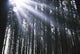 Sunbeams Through Silhouetted Pine Trees Wall Mural
