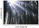 Sunbeams Through Silhouetted Pine Trees Wall Mural