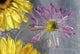 Flower Blossoms Under Ice Wall Mural