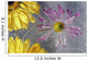 Flower Blossoms Under Ice Wall Mural