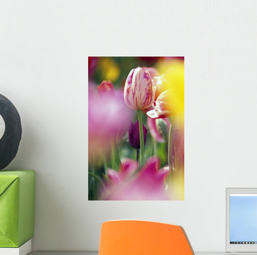 Tulip Flower Wall Mural