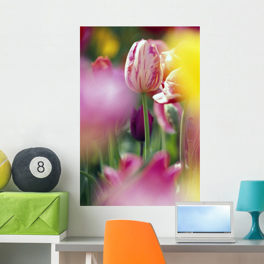 Tulip Flower Wall Mural