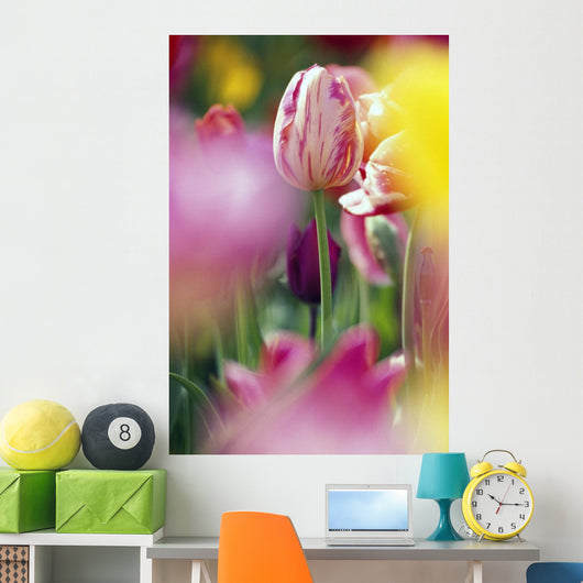 Tulip Flower Wall Mural
