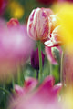 Tulip Flower Wall Mural