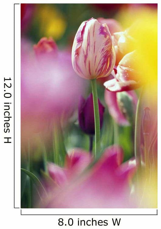 Tulip Flower Wall Mural