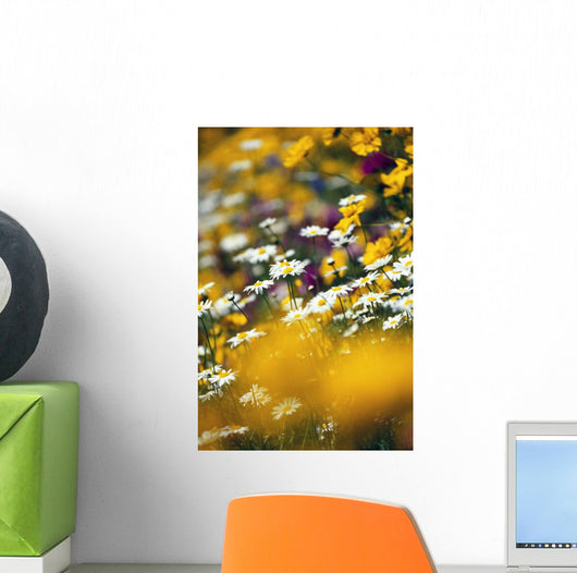 Group Of Daisies Wall Mural