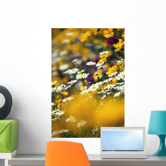 Group Of Daisies Wall Mural
