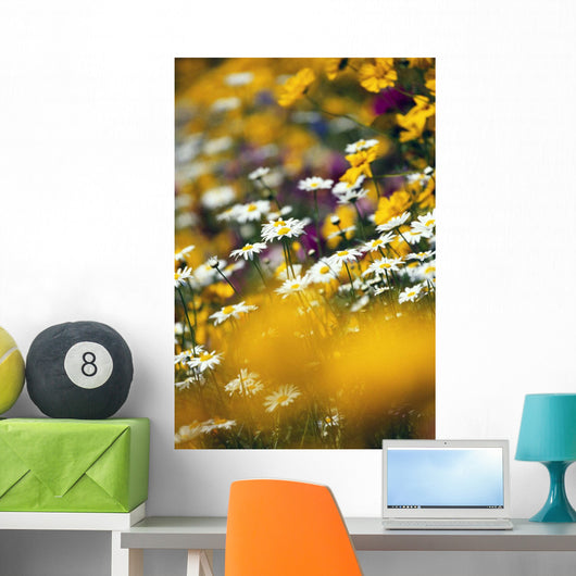 Group Of Daisies Wall Mural