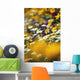 Group Of Daisies Wall Mural