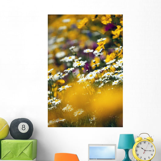 Group Of Daisies Wall Mural