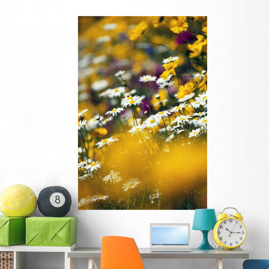 Group Of Daisies Wall Mural