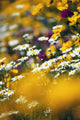 Group Of Daisies Wall Mural
