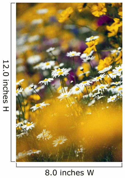 Group Of Daisies Wall Mural