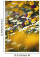 Group Of Daisies Wall Mural