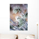 Frost On Pine Tree Branches Wall Mural