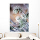 Frost On Pine Tree Branches Wall Mural