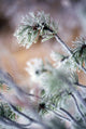 Frost On Pine Tree Branches Wall Mural