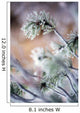 Frost On Pine Tree Branches Wall Mural