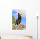 Grizzly Bear Roaring Wall Mural