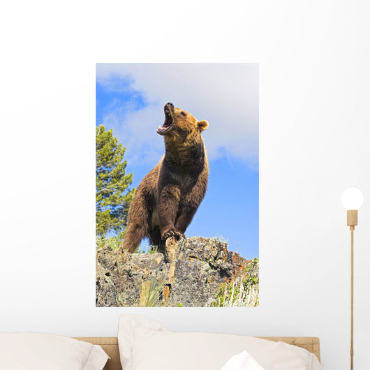 Grizzly Bear Roaring Wall Mural