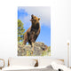 Grizzly Bear Roaring Wall Mural
