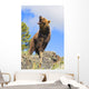 Grizzly Bear Roaring Wall Mural