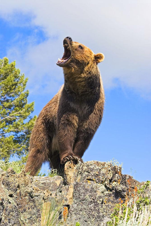 Grizzly Bear Roaring Wall Mural