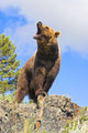 Grizzly Bear Roaring Wall Mural