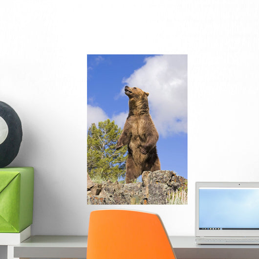 Grizzly Bear Standing On A Ridge Wall Mural