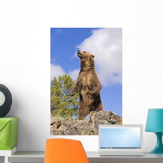 Grizzly Bear Standing On A Ridge Wall Mural