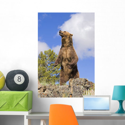 Grizzly Bear Standing On A Ridge Wall Mural