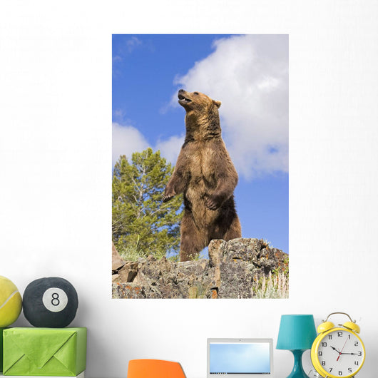 Grizzly Bear Standing On A Ridge Wall Mural