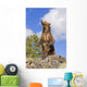 Grizzly Bear Standing On A Ridge Wall Mural