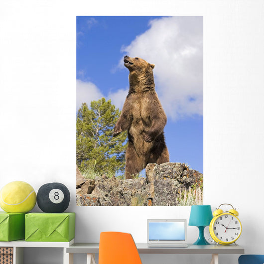 Grizzly Bear Standing On A Ridge Wall Mural