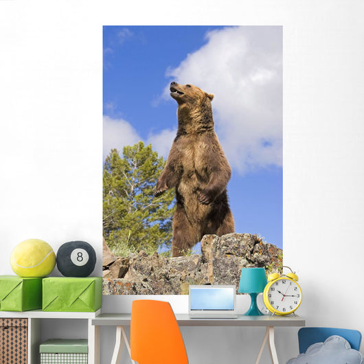 Grizzly Bear Standing On A Ridge Wall Mural