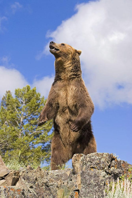 Grizzly Bear Standing On A Ridge Wall Mural