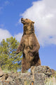 Grizzly Bear Standing On A Ridge Wall Mural
