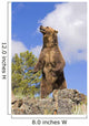 Grizzly Bear Standing On A Ridge Wall Mural