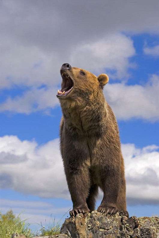 Grizzly Bear Roaring Wall Mural