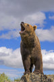 Grizzly Bear Roaring Wall Mural